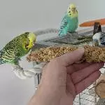 Mit Speck fängt man Mäuse 