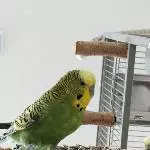 Kiwi Mai 24