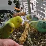 Der Neuankömmling Sydney 