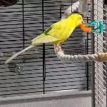 Sydney beim mampfen