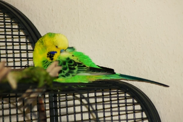 Wellensittich-Bild: ...meine wohlverdiente Siesta!