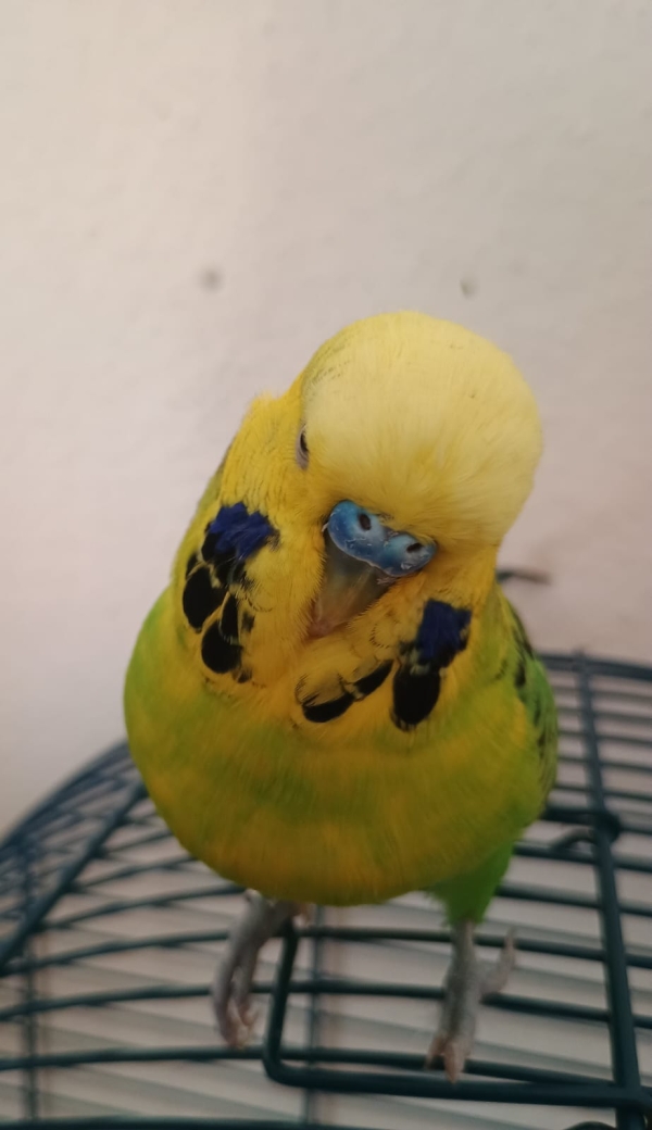 Max