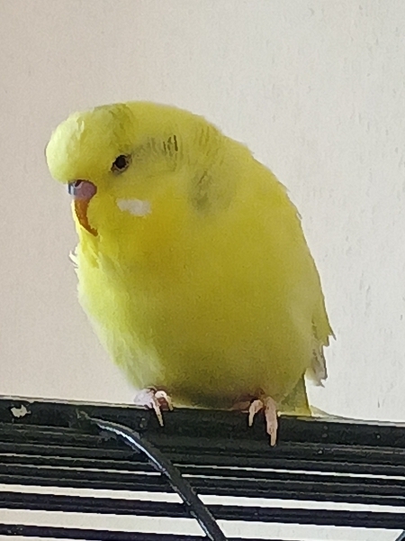 Moritz