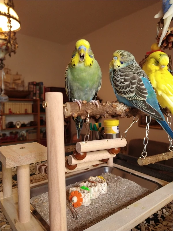 Wellensittich-Bild: Von links nach rechts Thor, Odin und Heimdall