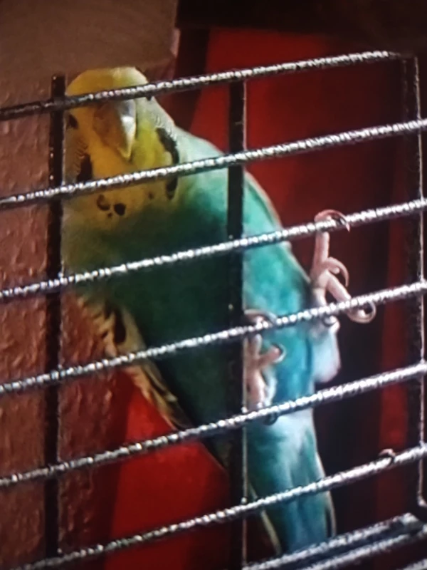 Wellensittich-Bild: Ich weiß nicht warum, aber Odin sucht immer erstmal nach einem Hintereingang, bevor sie im großen Bogen durch den großen Vordereingang fliegt. 