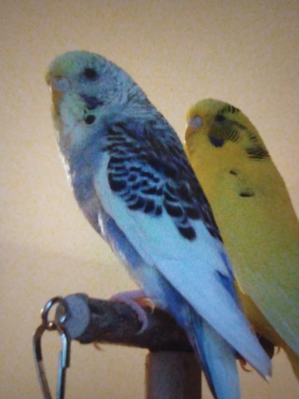 Wellensittich-Bild: Loki und Heimdall sitzen selten so friedlich zusammen. Meist turnt Loki herum und Heimdall sucht sich dann ein ruhiges Plätzchen.