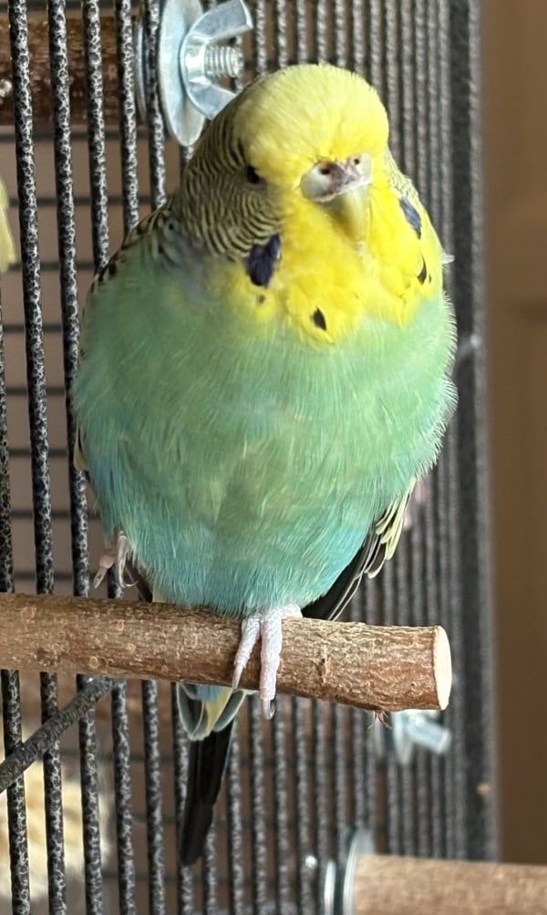 Odin