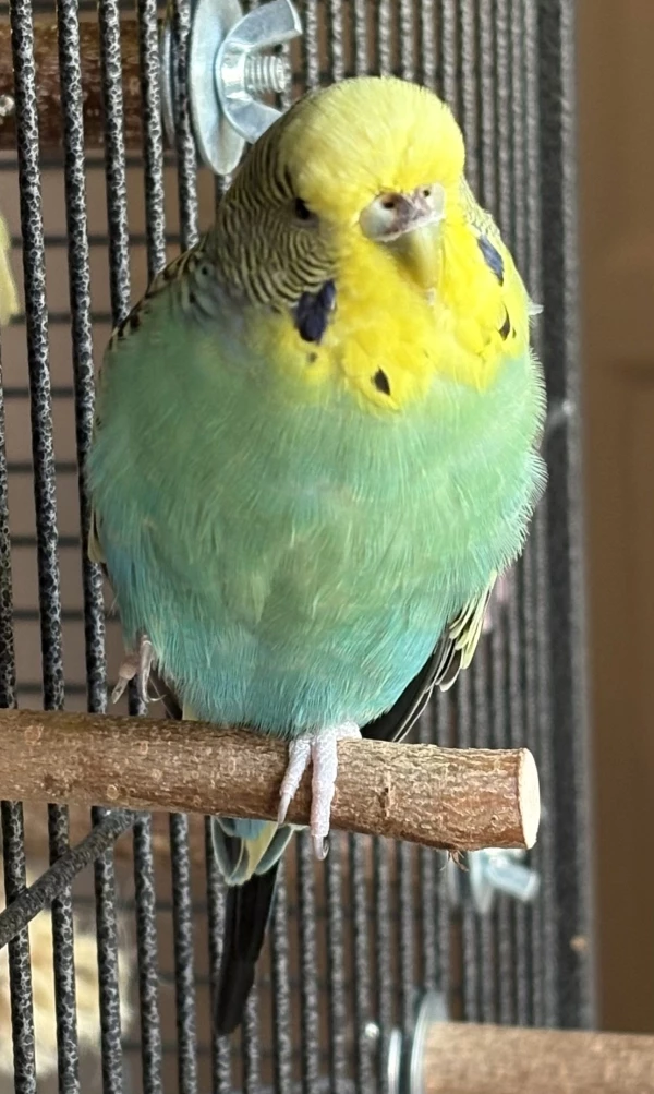 Wellensittich-Bild: Hier hat sie alles im Blick. Alles, was im Käfig stattfindet und auch der Garten ist von dort optimal zu sehen.