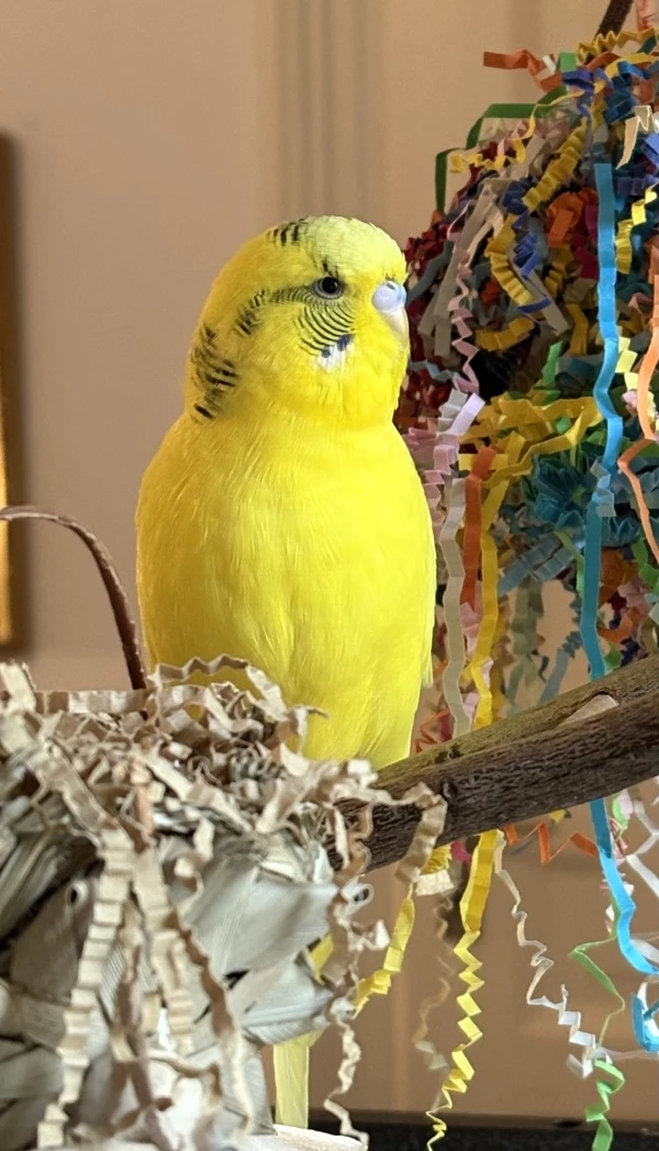 Wellensittich-Bild: Heimdall wirkt immer ruhig und selbstsicher. So fängt sie auch oft meine Aufmerksamkeit und redet dann voll Inbrunst auf mich ein. Ein Vogel, den man einfach lieben muss.