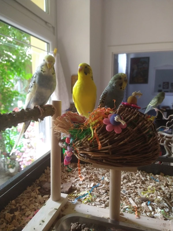 Wellensittich-Bild: Loki, Heimdall und Odin beim Spielen. Im Hintergrund sitzt Thor im Zweig.
