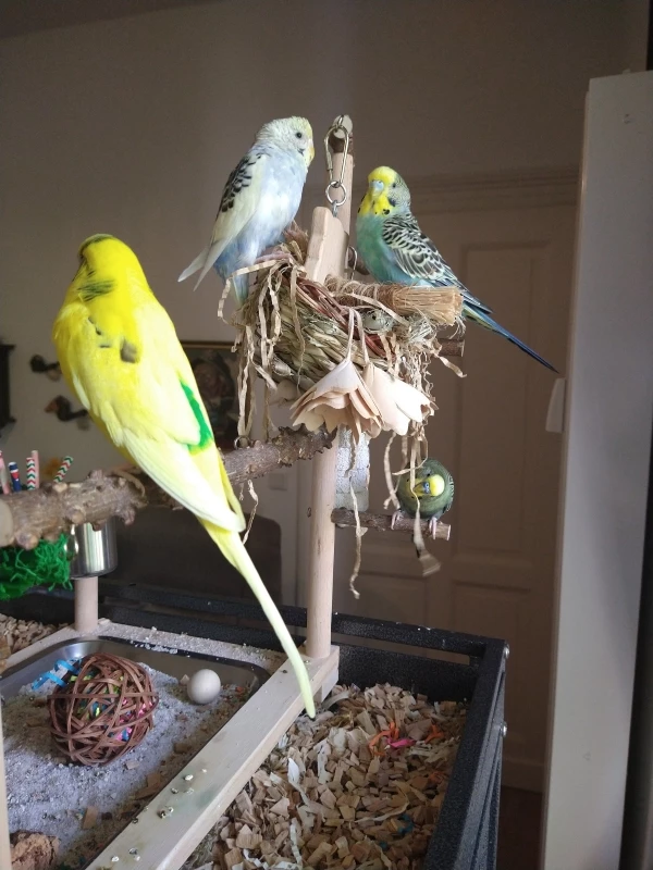 Wellensittich-Bild: Loki und Odin sitzen sich gegenüber. So können sie schreddern und gleichzeitig zanken. Thor macht sich unten ganz unbemerkt ans Schredderwerk. Ja, und Heimdall sitzt im Vordergrund und frönt ihrer Leidenschaft, dem Zuschauen.