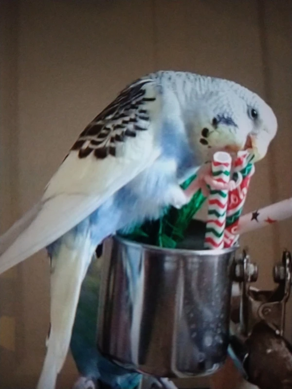 Wellensittich-Bild: Loki widmet sich gerne mit Inbrunst dem Schreddern. 