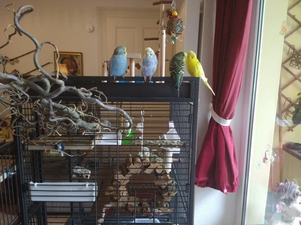 Wellensittich-Bild: Odin, Loki, Thor und Heimdall.