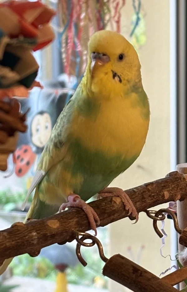 Wellensittich-Bild: Wotan ist immer total auf sein Gegenüber fokussiert. Mit so einem Blick ist er auf direktem Weg in mein Herz.