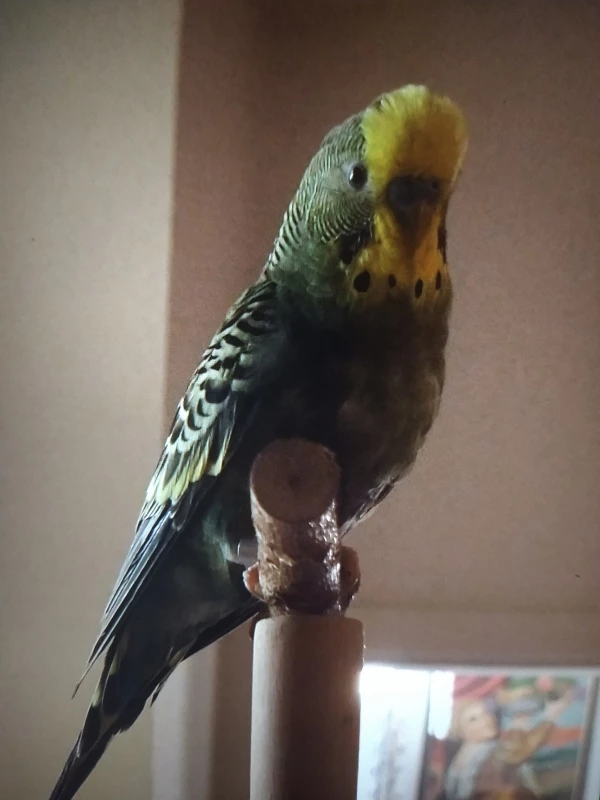 Wellensittich-Bild: Da Thor der Kleinste im Schwarm ist, wird er immer verdrängt und nach hinten geschoben. Aber langsam entwickelt er sich zu einem stolzen kleinen Hahn.