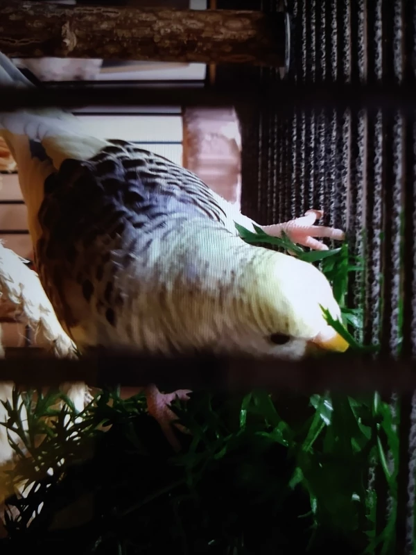 Wellensittich-Bild: Er mag das Bad im Grün nicht, lieber frisst er es auf.