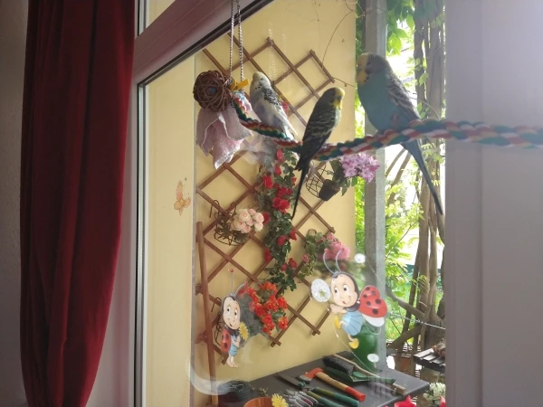 Wellensittich-Bild: Loki, Thor und Odin haben fast 3 Wochen gebraucht, bis sie sich auf die neue Stange getraut haben. Heute ist es einer ihrer Lieblingssitzplätze.