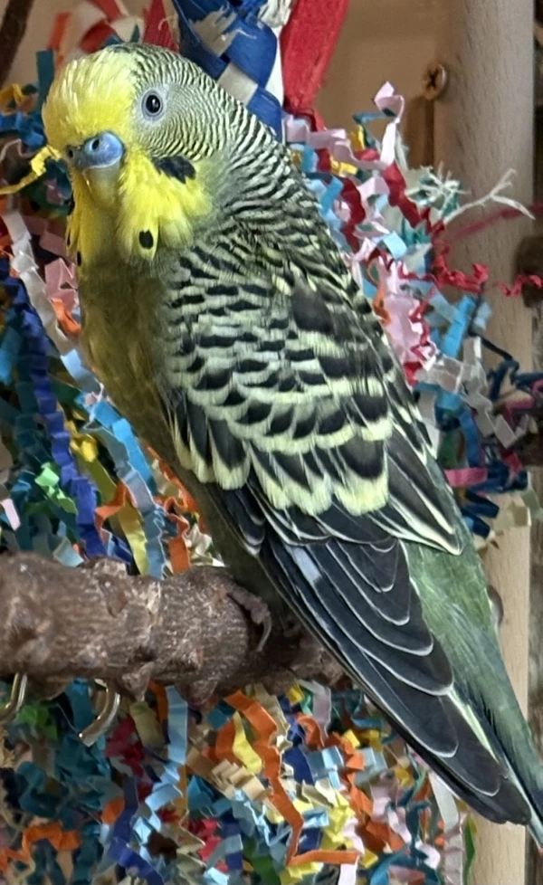 Wellensittich-Bild: Obwohl Thor der kleinste im Schwarm ist und keinen ganz leichten Stand hat, hat er es mit seiner Hartnäckigkeit doch erreicht, als vollwertiges Mitglied betrachtet zu werden.