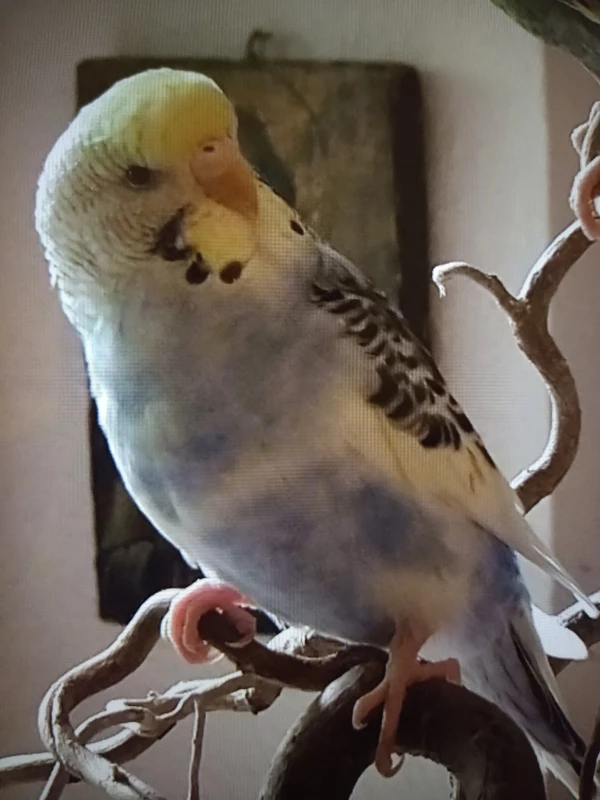 Wellensittich-Bild: Loki ist immer bereit zum Klettern und zum Spielen. 