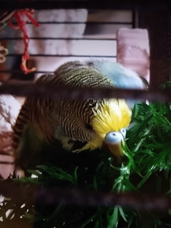 Wellensittich-Bild: Wenn sie ihr Möhrengrün hat, vergisst sie oft ihre Umgebung drumherum.