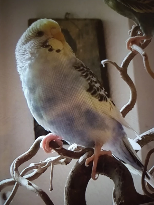 Wellensittich-Bild: Noch ist Loki nicht bereit zu weichen.