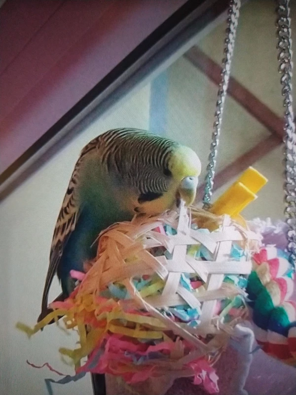 Wellensittich-Bild: Sie schreddert mit wahrer Leidenschaft. Diesen Ball hat sie mir in 2 Hälften gerissen.