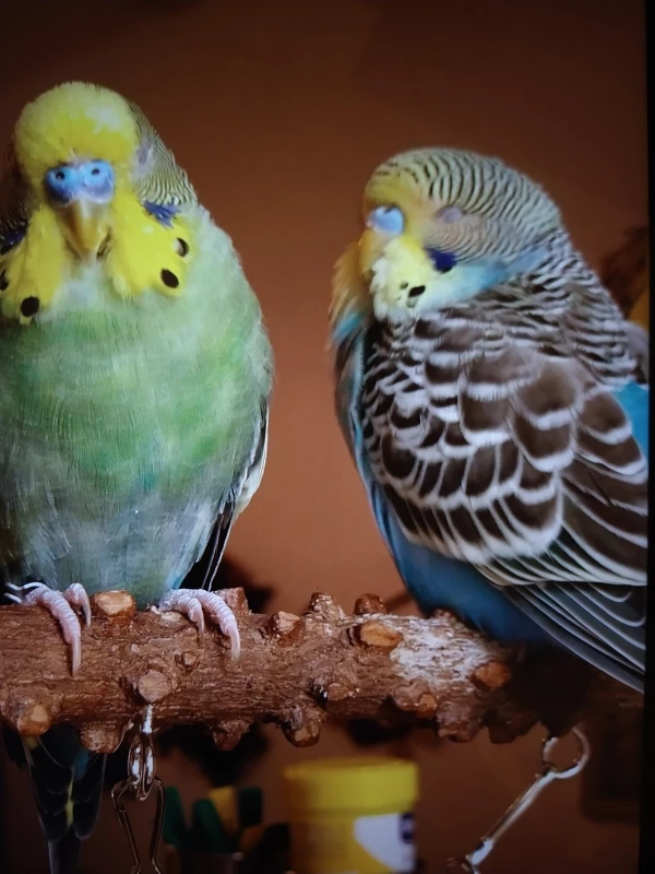 Wellensittich-Bild: Thor und Odin haben sich ausgepowert und tanken neue Kraft.