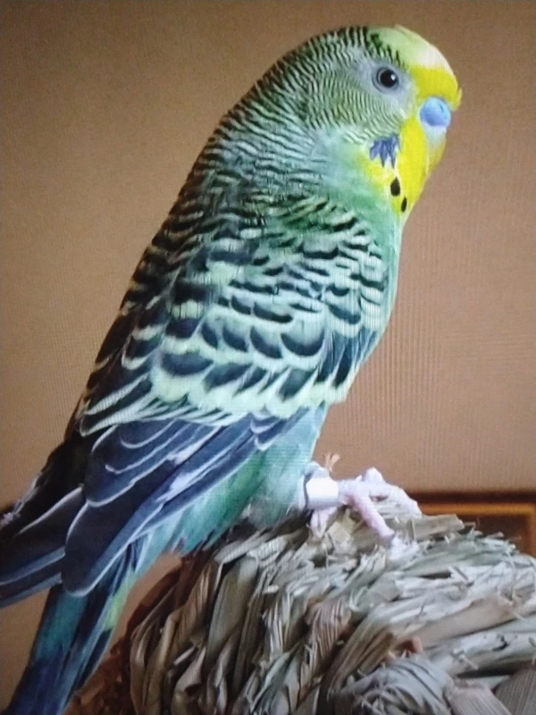 Wellensittich-Bild: ...bin ich doch ein schmucker Hahn im Korb!