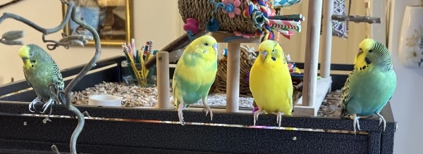 Wellensittich-Bild: Bis alle richtig sitzen, ist Thor (links) fast eingeschlafen. Odin (rechts) wirft noch einmal einen prüfenden Blick auf die Gruppe, bevor die Felo knipst.