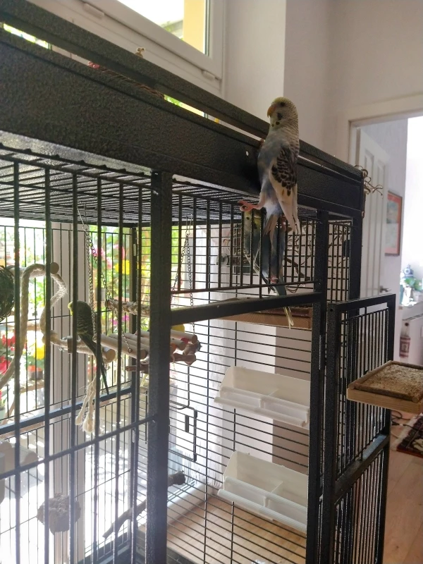 Wellensittich-Bild: Odin naht schon heran, um Loki ein bisschen die Show zu stehlen. Ein bisschen in die Füßchen kneifen oder vielleicht doch lieber ins Schwänzchen? Streit ist vorprogrammiert?
