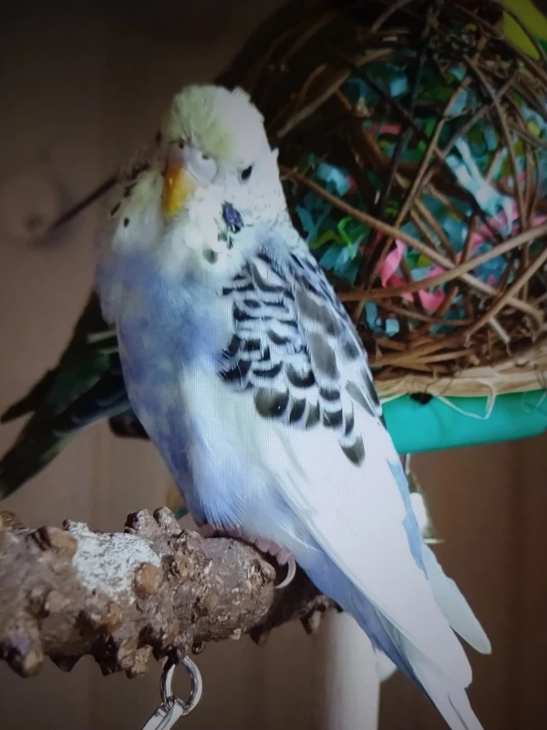 Wellensittich-Bild: Loki hört gerne zu, wenn ich erzähle. 