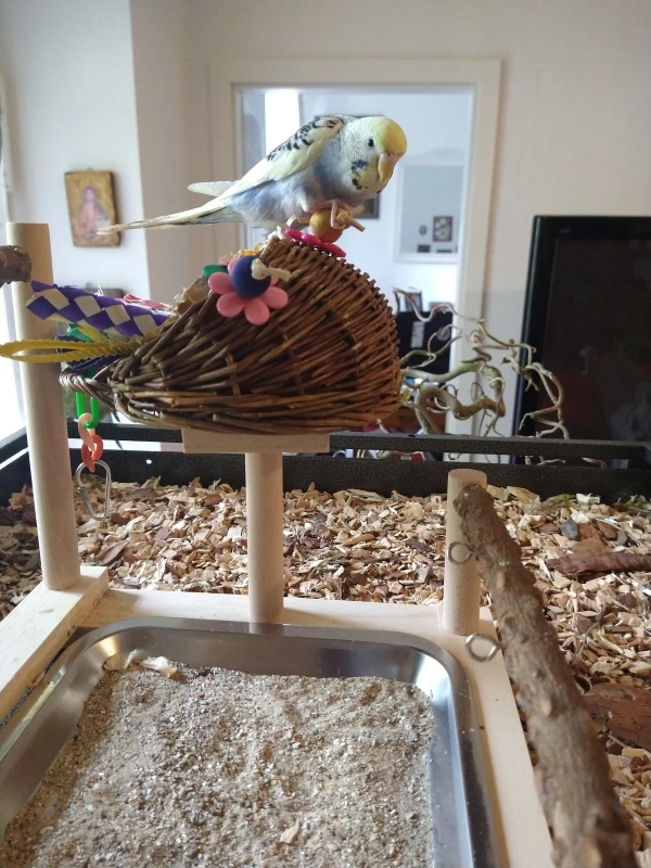 Wellensittich-Bild: Loki liebt das Schreddern und er teilt sein Spielzeug nicht gerne...