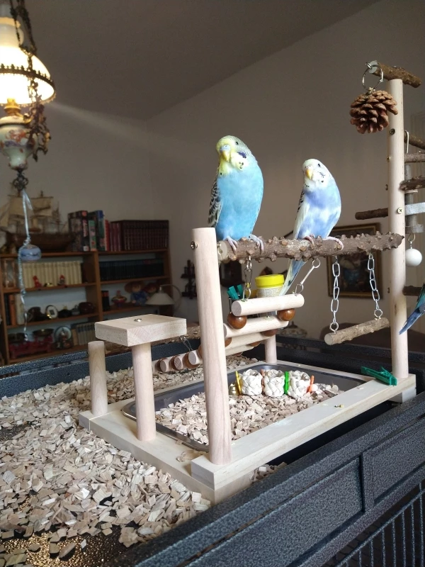 Wellensittich-Bild: Hier unterhalten ich mich mit Odin und Loki