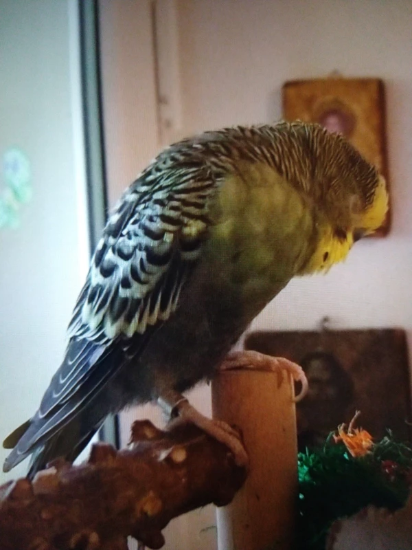 Wellensittich-Bild: Von Anfang an hat Thor so geschlafen. Sieht für mich immer so aus, als wäre er vor Erschöpfung zusammengebrochen. Aber es scheint seine natürliche Schlafstellung zu sein. 