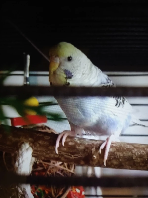 Wellensittich-Bild: Was ist das für ein Ding, das Du auf mich gerichtest hast? Eine Kamera? Beißt die?