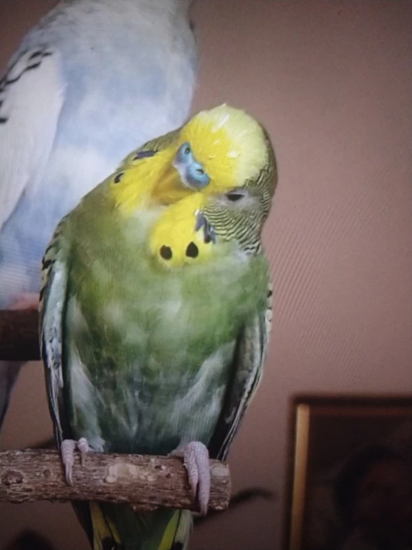Wellensittich-Bild: Thor ist immer neugierig, was um ihn herum geschieht.