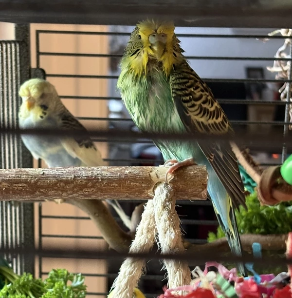 Wellensittich-Bild: Odin und Loki haben sich ihre Federkleider mit Petersilie abgerieben. 