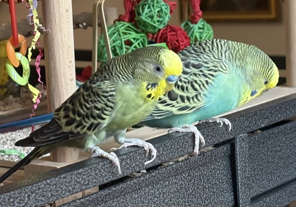Wellensittich-Bild: Die Felo hat ein paar Einsitzerstangen außen am Käfig angebracht. Odin (rechts) schwankt noch zwischen Skepsis und Begeisterung. Thor weiß, dass erst die Henne sich einen Platz aussucht und dann nimmt er den anderen...