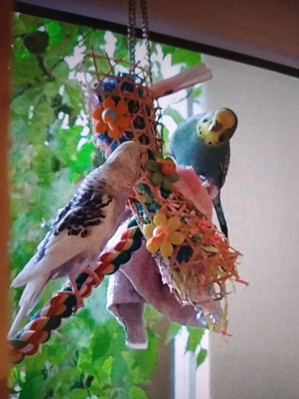 Wellensittich-Bild: Odin und Loki spielen einmal zusammen. Meistens streiten die kleinen Zankäpfel aber.