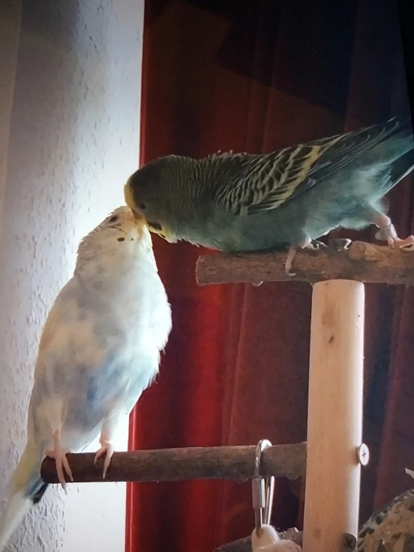 Wellensittich-Bild: Immer schön zu sehen, wenn 2 sich so mögen.