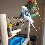 Loki ganz entspannt 
