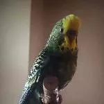 Thor, der kleine stolze Hahn