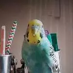 Odin erschrocken 