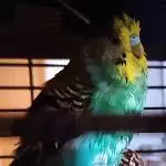 Odin nach dem Bad