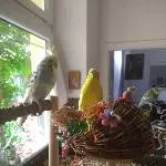 Kuckuck, da bin ich!