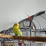 Susi auf der Außenstange