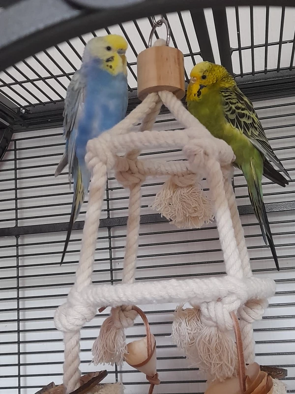 Wellensittich-Bild: 2 von 4 Wellensittichen der Vogelbande