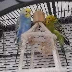Vogelbande