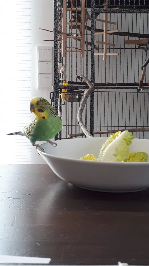Wellensittich-Bild: Leo liebt seinen Salat.