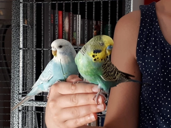 Wellensittich-Bild: Coco und Leo auf der Hand kurz nach dem Einzug 2019.